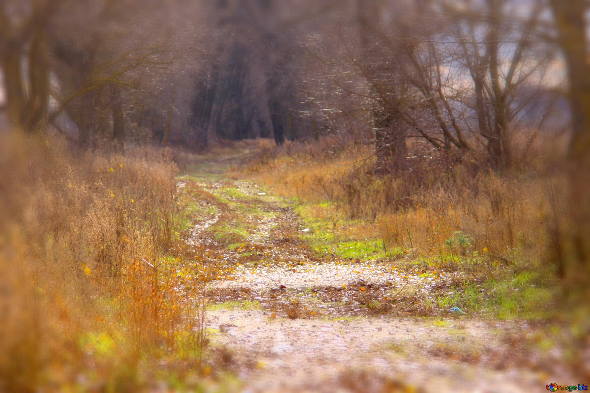 forêt en France